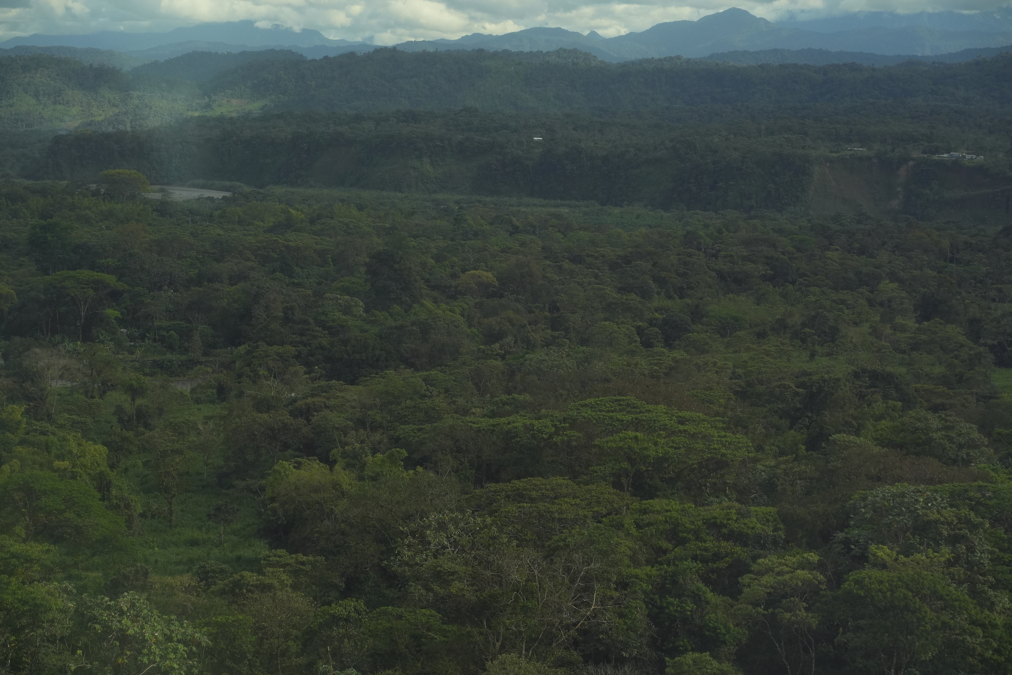 El bosque a la llegada a comunidad de Mashientz, vía áerea. Foto: Sebastián Espín / Conservación Internacional Ecuador