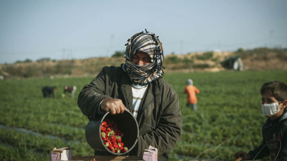 Agricultura palestina, base de la fuerza y la paciencia de Hamas Agricultura palestina, base de la fuerza y la paciencia de Hamas