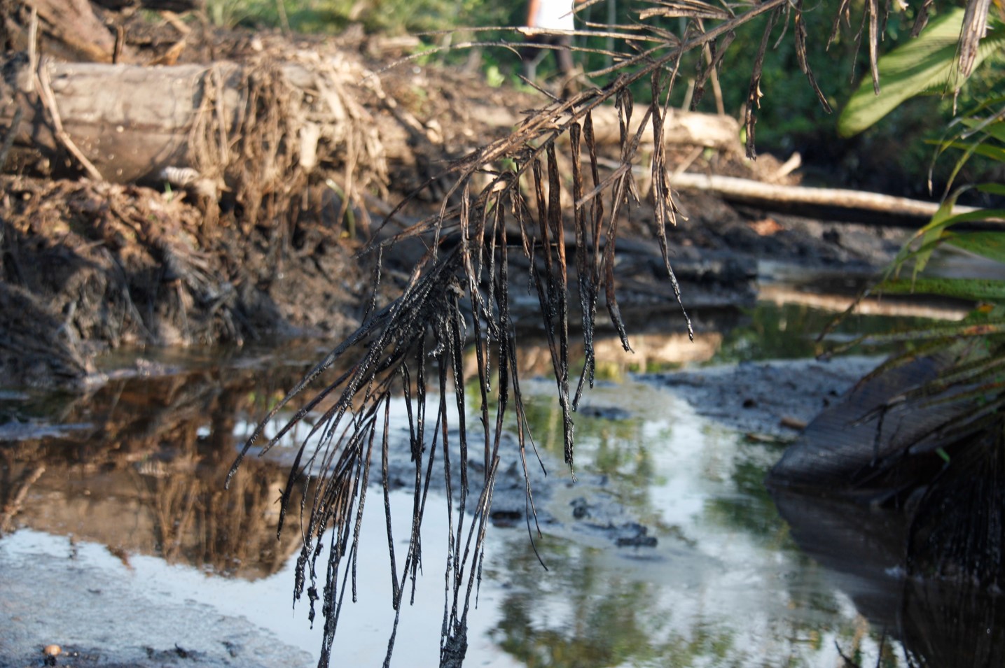 En las provincias de Orellana y Sucumbíos, en la Amazonía norte de Ecuador, hay cientos de piscinas llenas de crudo que han sido abandonadas durante cinco décadas. Foto: Armando Lara. En las provincias de Orellana y Sucumbíos, en la Amazonía norte de Ecuador, hay cientos de piscinas llenas de crudo que han sido abandonadas durante cinco décadas. Foto: Armando Lara.