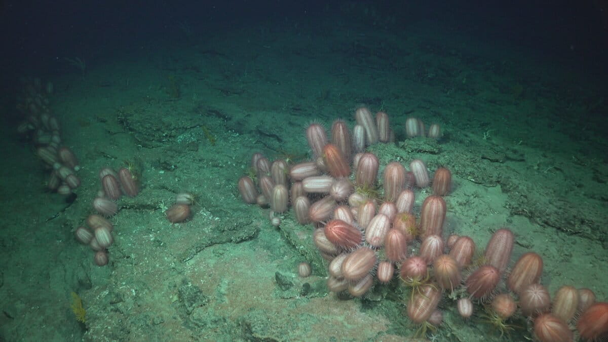 Ambiente degradado dominado por el erizo Dermechinus horridus. Foto: cortesía SOI/ESMOI-UCN. Ambiente degradado dominado por el erizo Dermechinus horridus. Foto: cortesía SOI/ESMOI-UCN