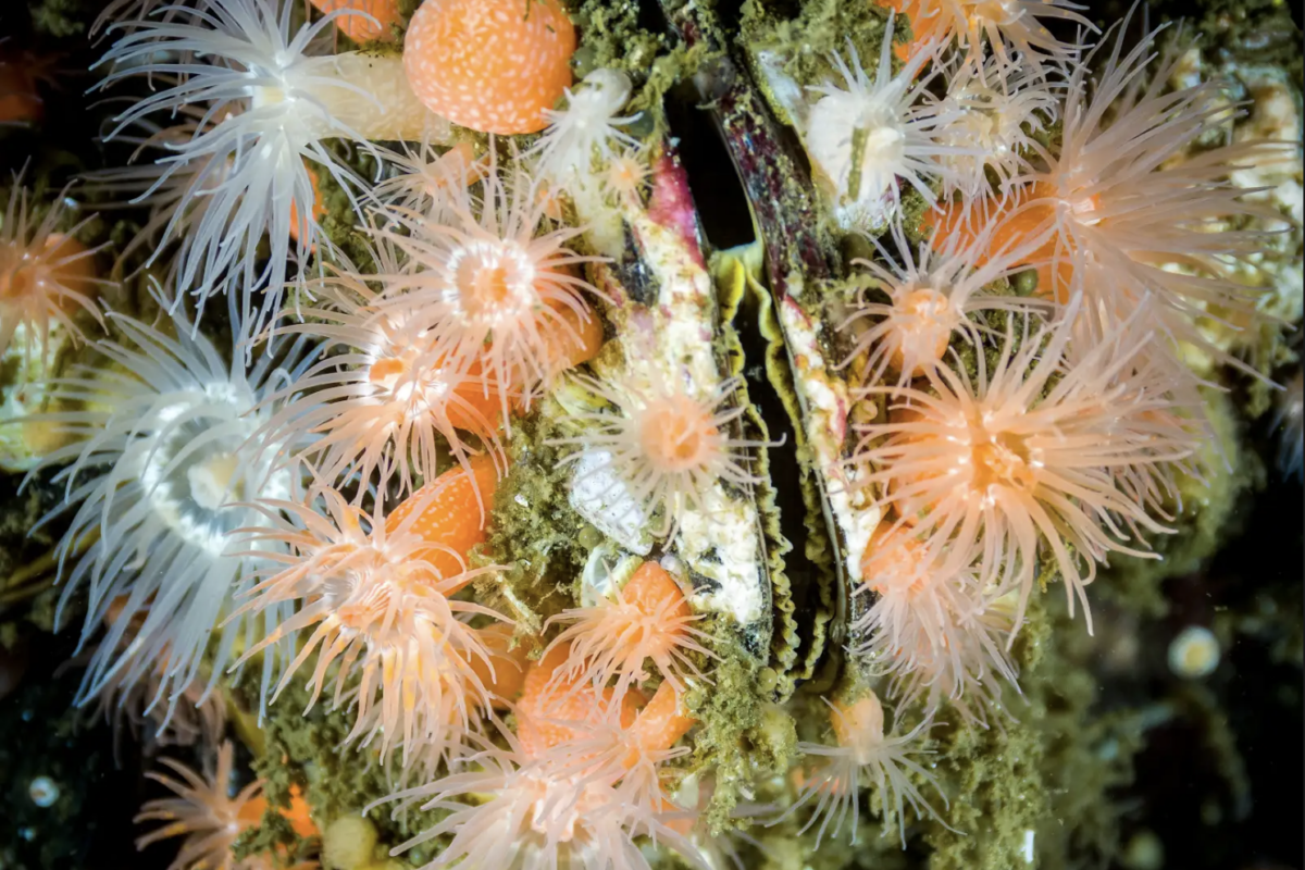 Anémonas del genero Halcurias sobre la concha de un molusco. Foto: Juan Pablo Espinoza. Anémonas del genero Halcurias sobre la concha de un molusco. Foto Juan Pablo Espinoza