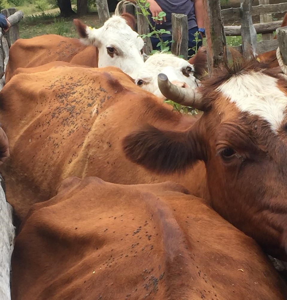 Animales de las familias desalojadas