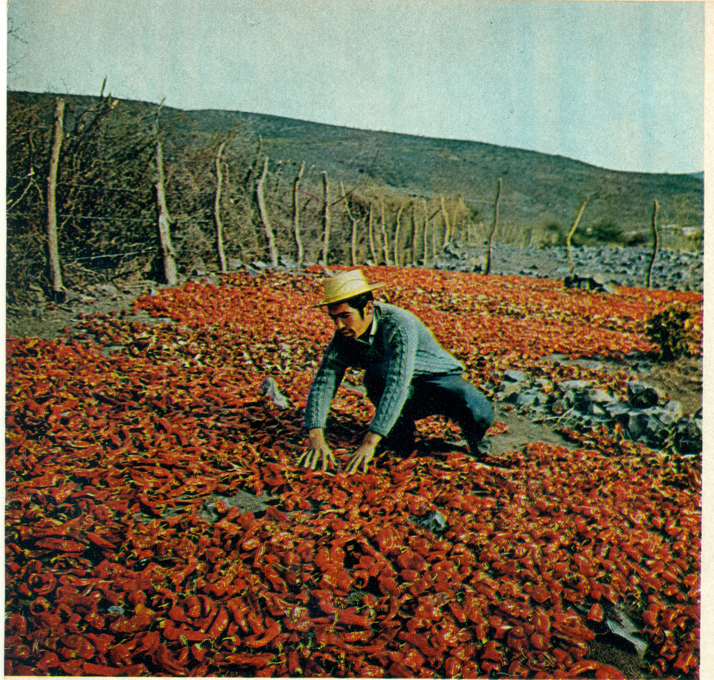 Asentamiento Coirón, los pimientos se sonrojan en otoño. Foto de Hernán Castillo Asentamiento Coirón, los pimientos se sonrojan en otoño. Foto de Hernán Castillo
