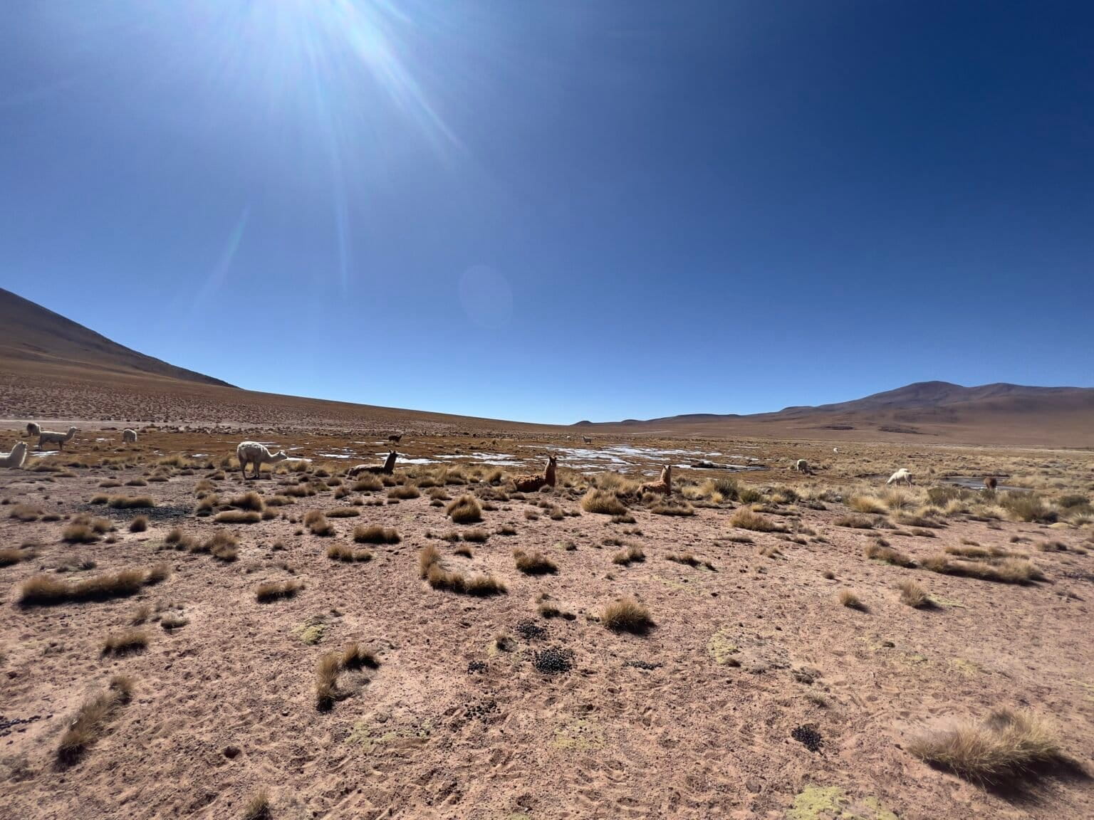 La gente de las comunidades de los salares vive de la ganadería de llamas y vicuñas. Foto: Rocío Lloret La gente de las comunidades de los salares vive de la ganadería de llamas y vicuñas. Foto: Rocío Lloret
