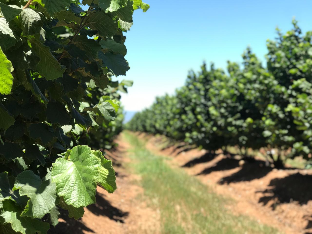 Plantaciones de avellanos en la región del Maule