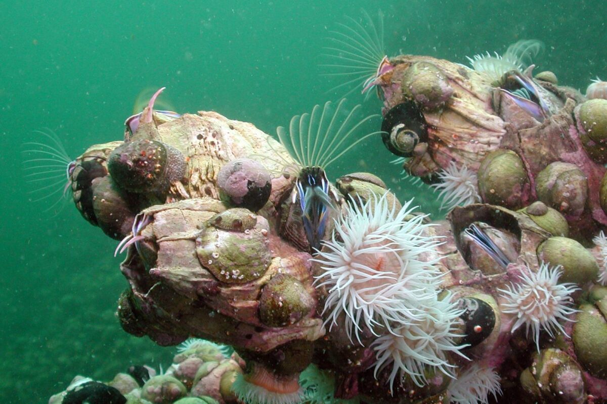 Bancos de picorocos, un crustáceo comestible, en el fondo del fiordo Comau. Foto: Vreni Häussermann. Bancos de picorocos, un crustáceo comestible, en el fondo del fiordo Comau. Foto Vreni Häussermann