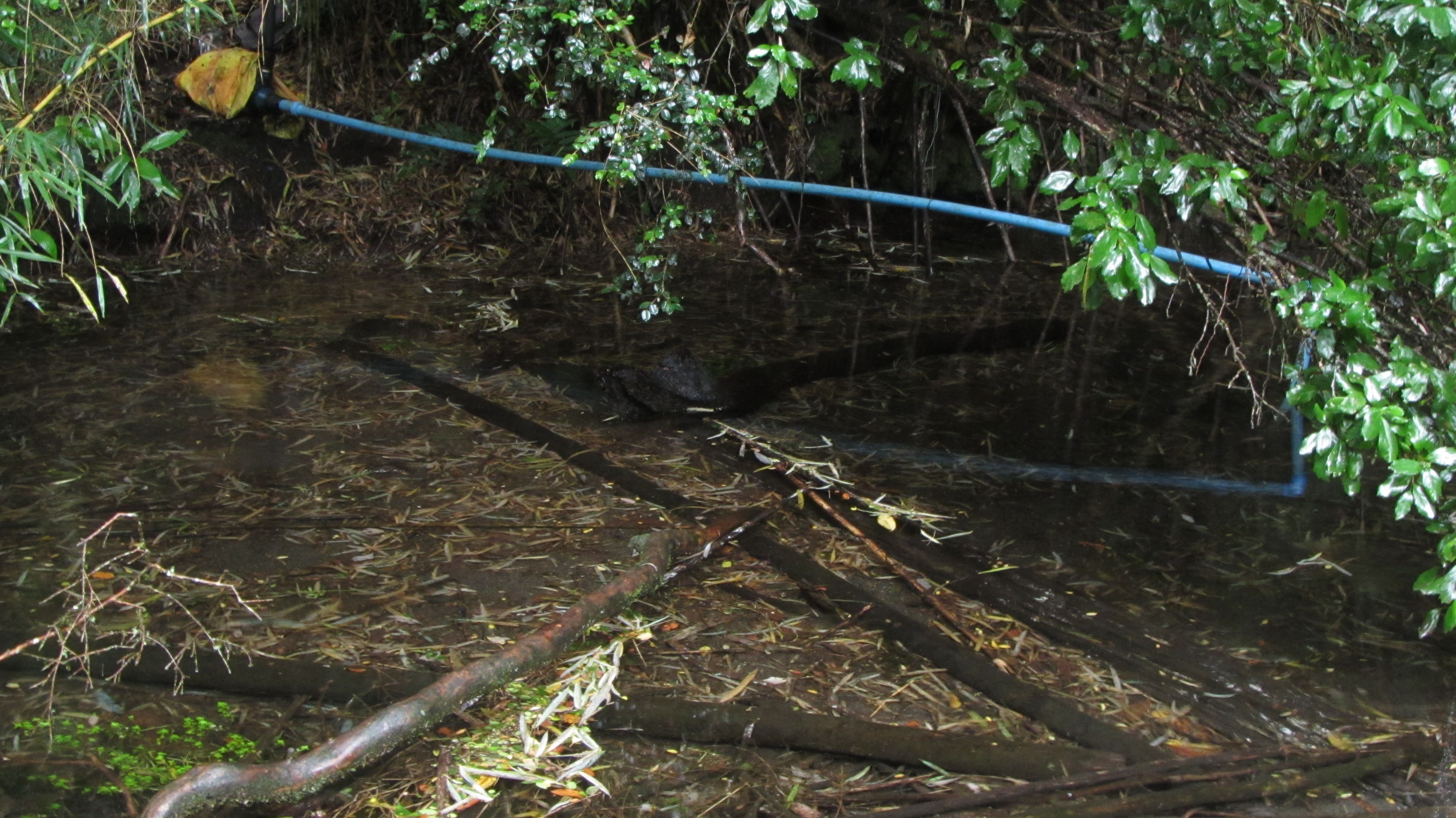 Bomba de agua que abastece a parte de la comunidad Mariano Millahual Bomba de agua que abastece a parte de la comunidad Mariano Millahual