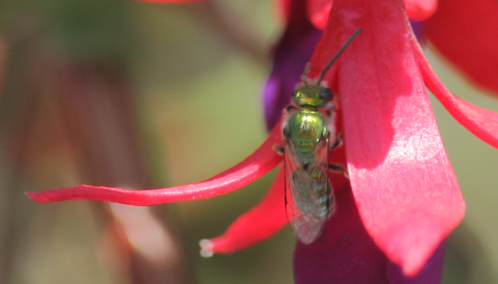 caenohalictus rostraticep