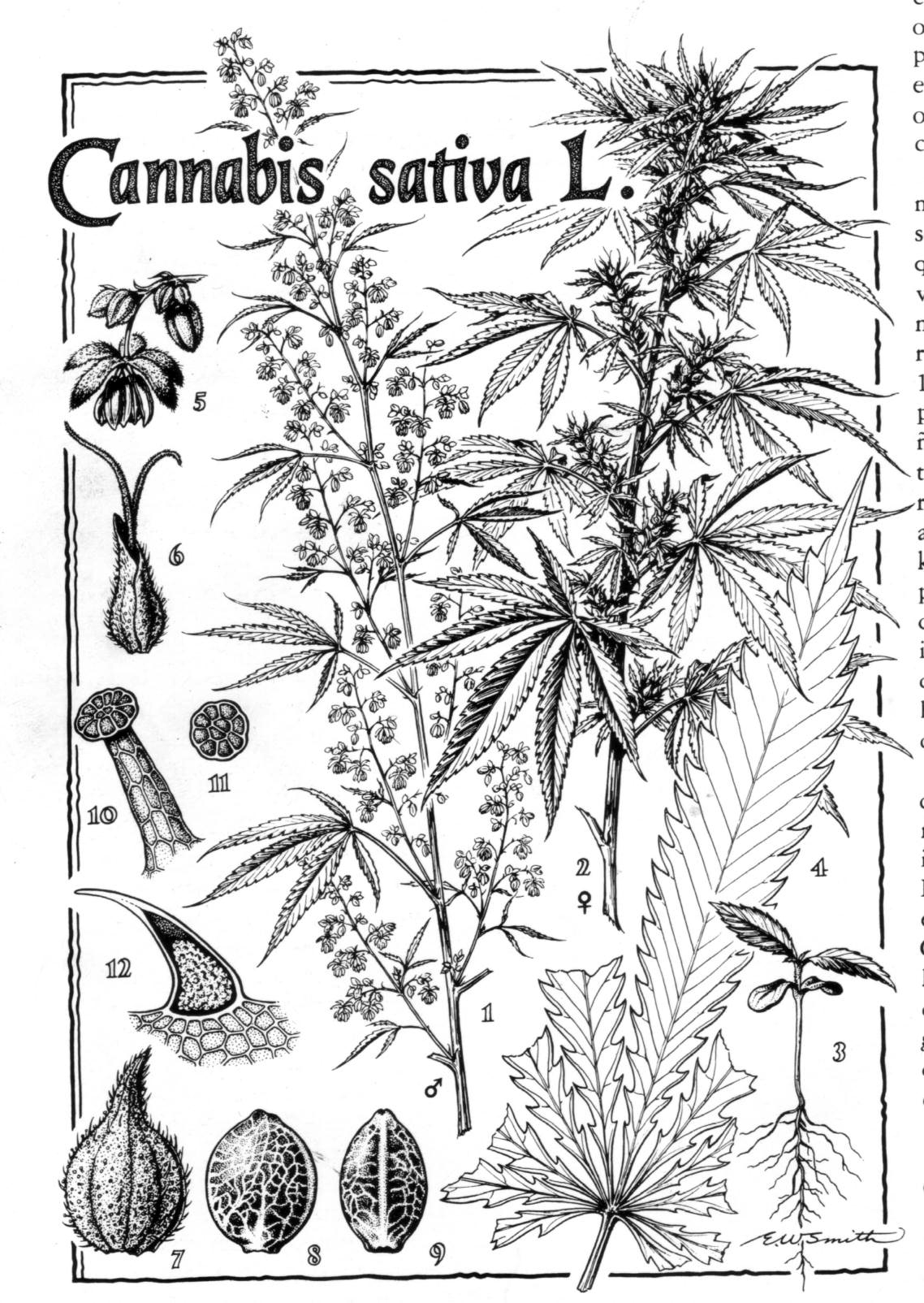 Dibujo de una planta grande de marihuana. Dibujo de una planta grande de marihuana.