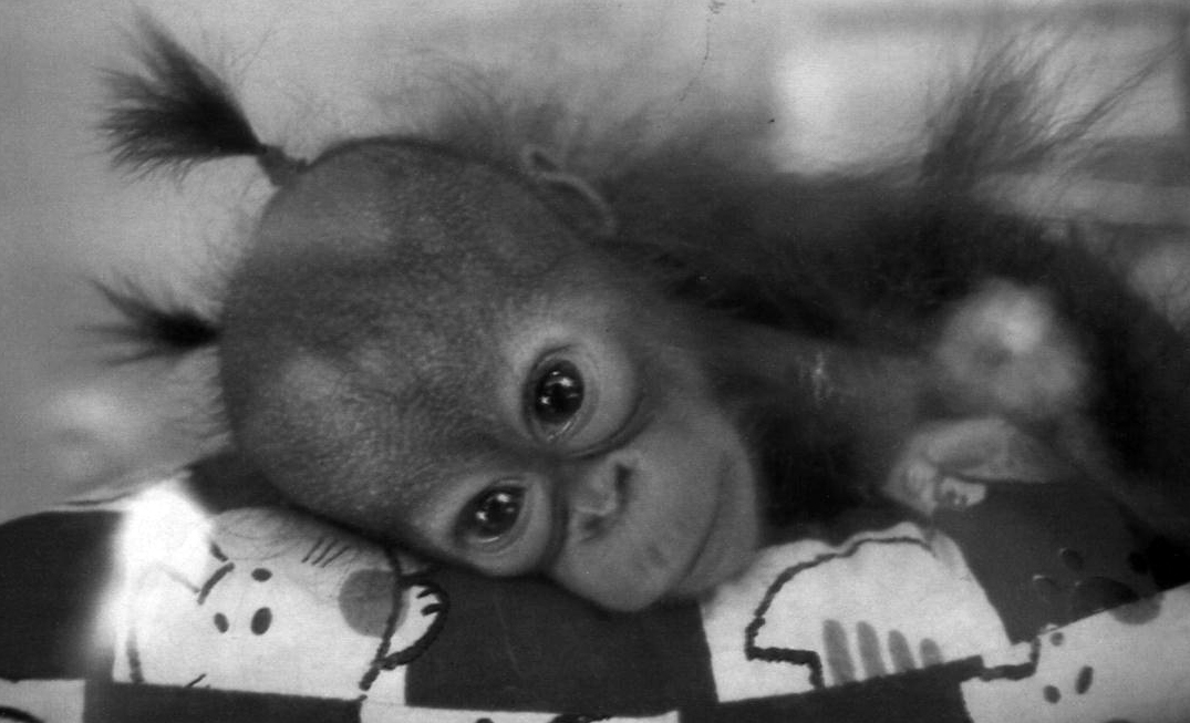 Crías de orangutanes para zoológicos Crías de orangutanes para zoológicos