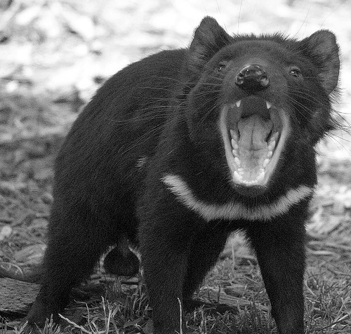 Demonio de Tasmania, uno de los más cotizados Demonio de Tasmania, uno de los más cotizados