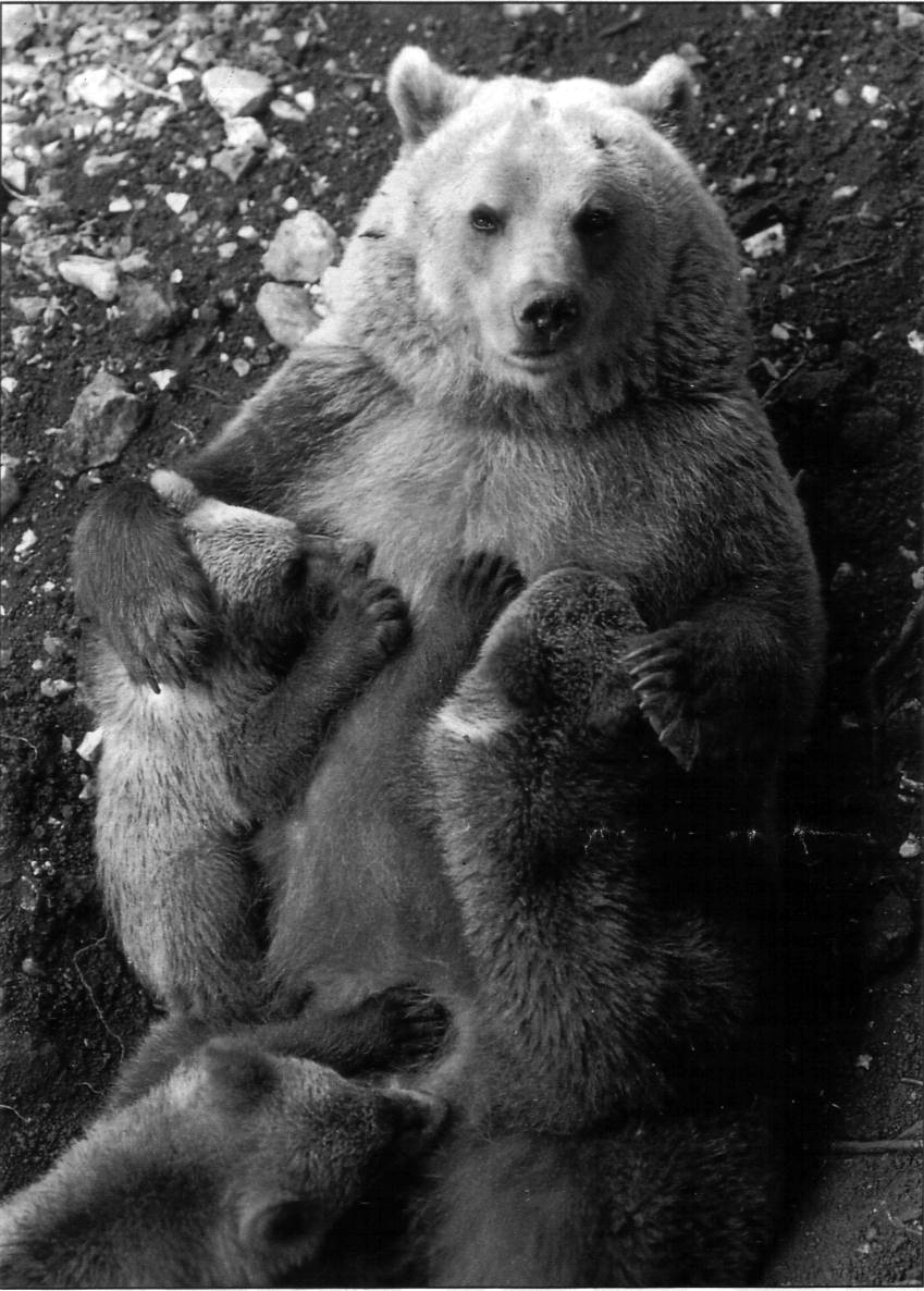 Oso ibérico para zoológicos y peleterías