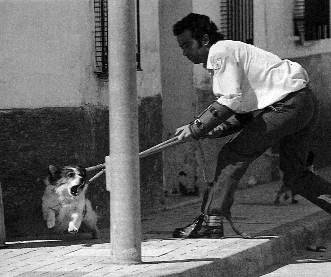 Perros para experimentos Perros para experimentos