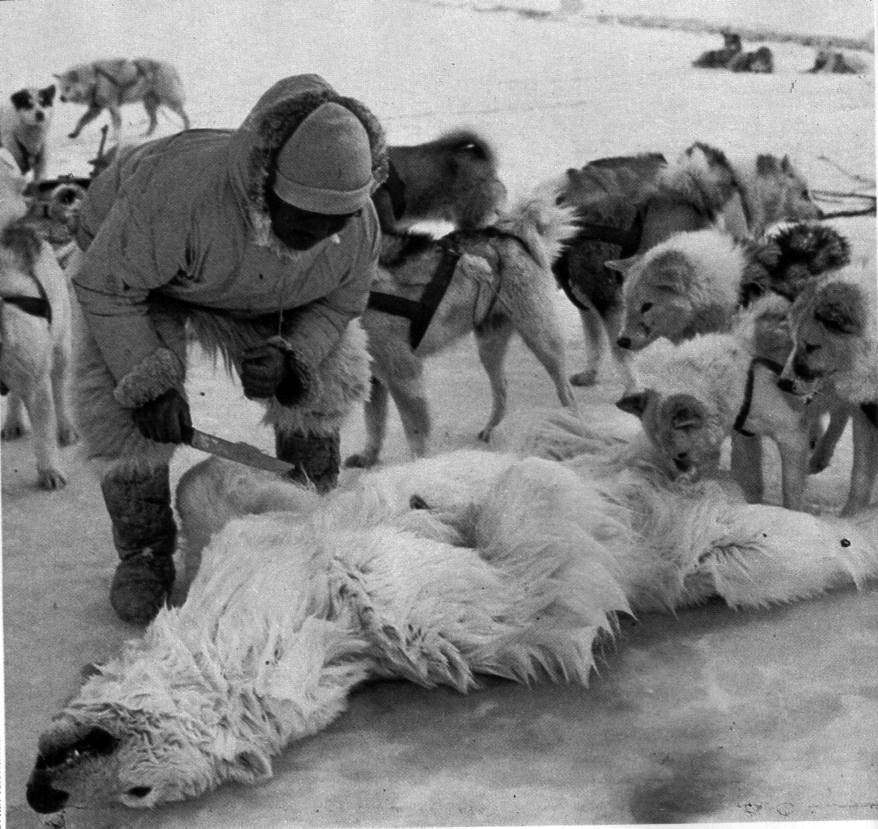Piel de oso polar Piel de oso polar