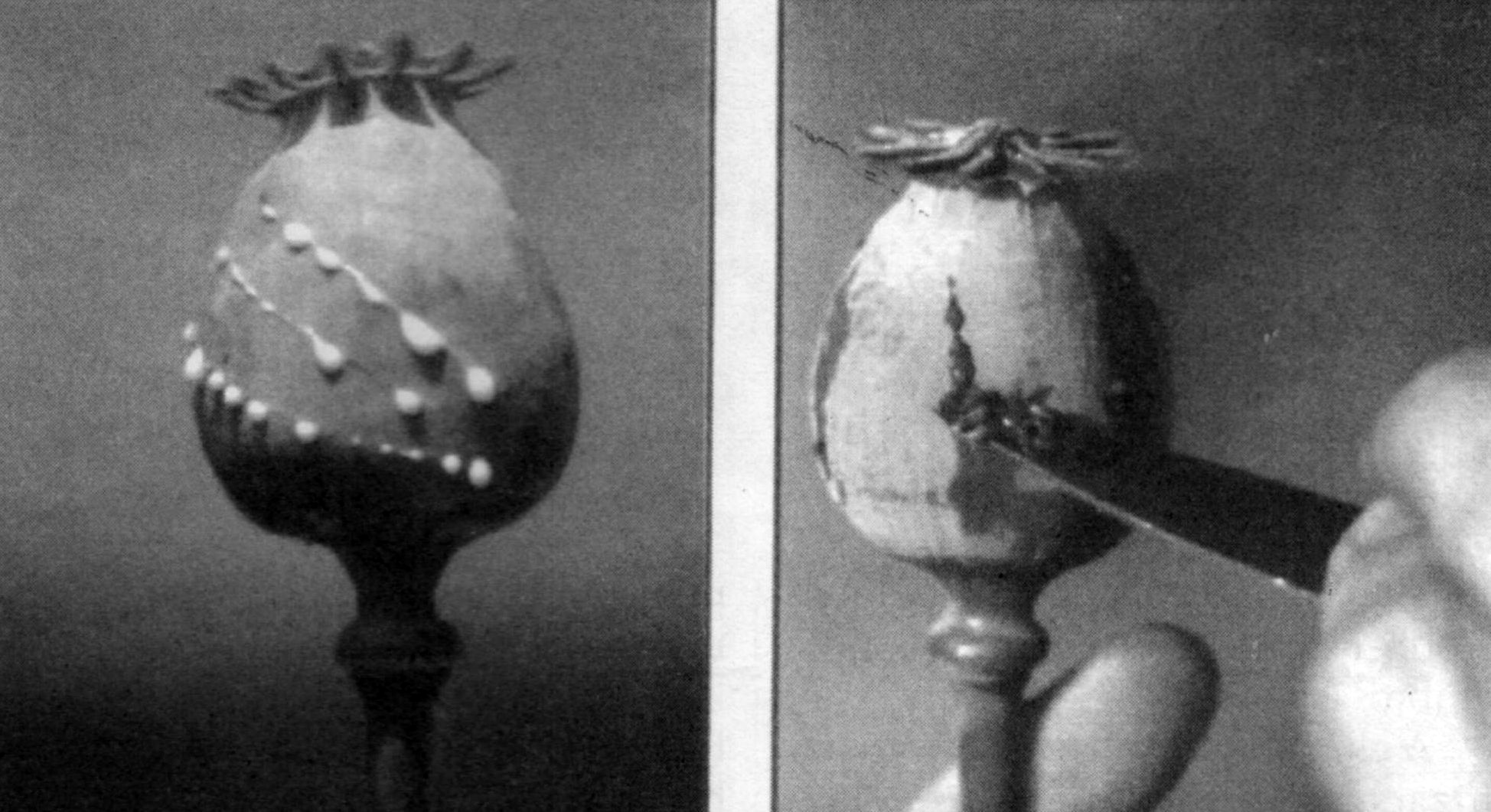 El opio se extrae de la amapola El opio se extrae de la amapola