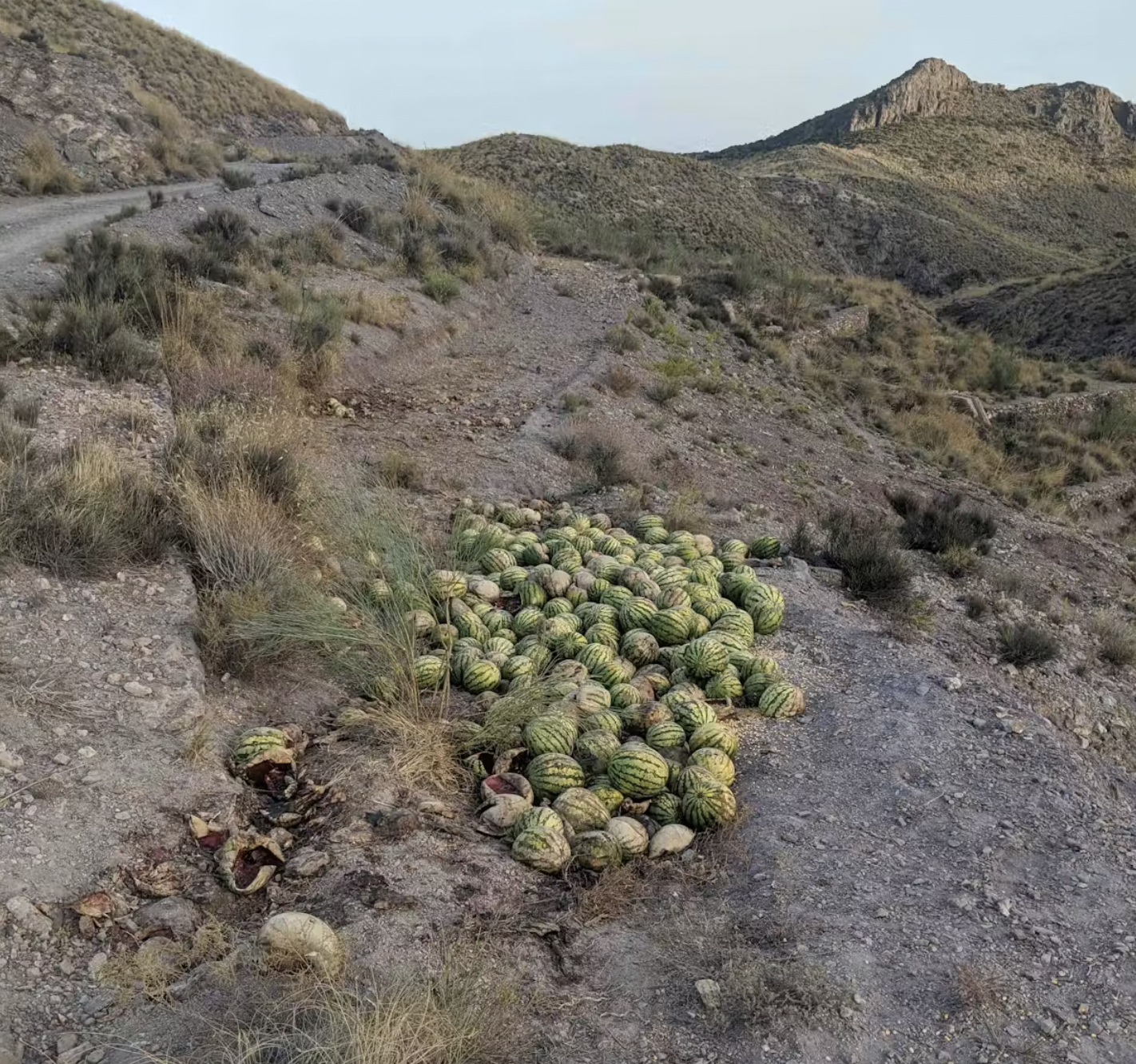 Sandías pudriéndose tras ser descartadas por su bajo precio. Foto: Alberto Guerrero