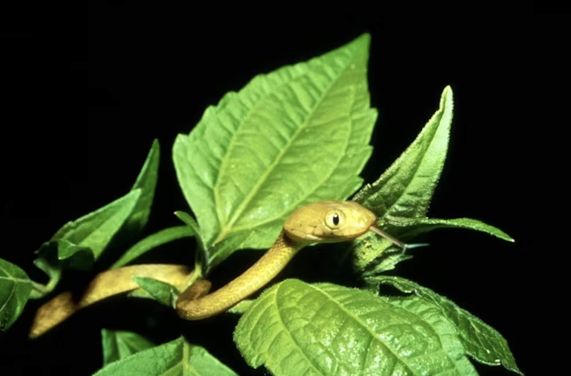 Serpiente arborícola marrón (Boiga irregularis). Gordon H. Rodda/Wikimedia Commons Serpiente arborícola marrón (Boiga irregularis). Gordon H. Rodda/Wikimedia Commons