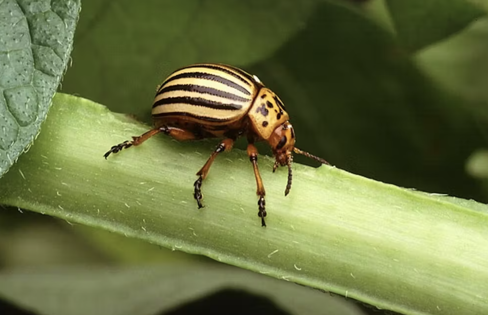 Escarabajo de la patata (Leptinotarsa decemlineata) Scott Bauer/Wikimedia Commons Escarabajo de la patata (Leptinotarsa decemlineata) Scott Bauer/Wikimedia Commons