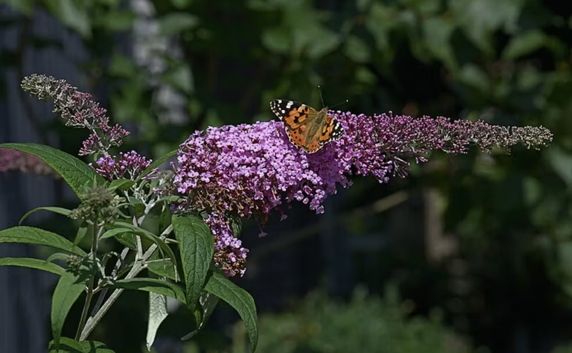 Lilo de verano (Buddleja davidii). Ввласенко/Wikimedia Commons Lilo de verano (Buddleja davidii). Ввласенко/Wikimedia Commons