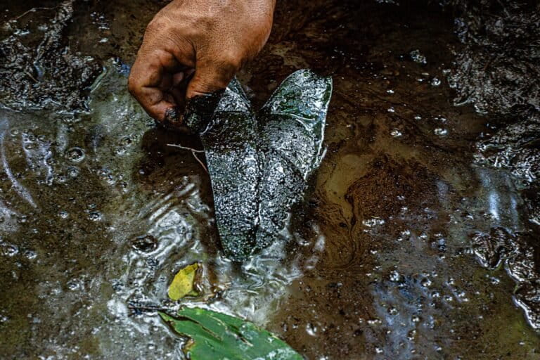 Solo basta levantar un poco de lodo para que aflore el petróleo en los alrededores de Cocha Negra, Perú. Foto: Patrick Murayari Wesember