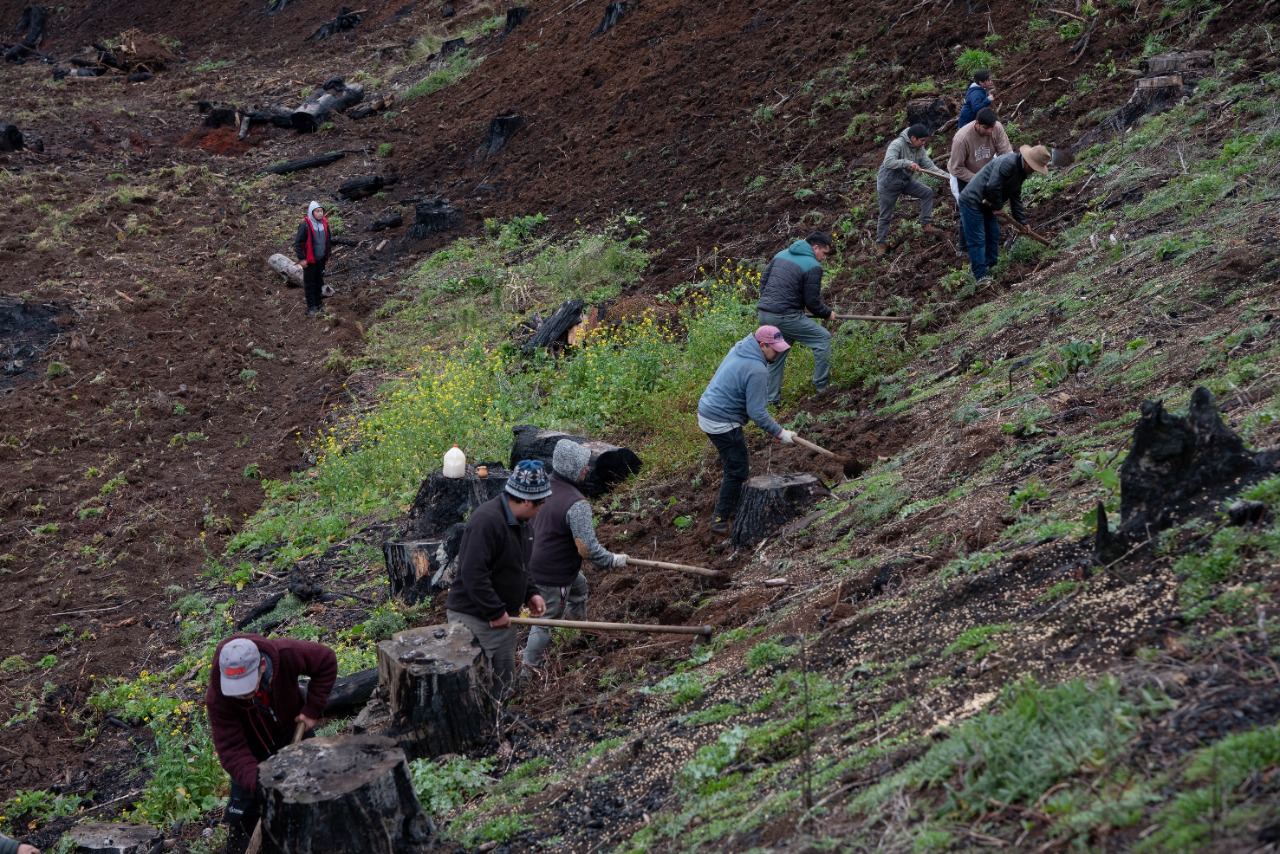 Varias comunidades mapuche se unieron el pasado sábado 16 de julio para ayudar con la siembra en ese lugar. Fotografía: Marlene Carrasco