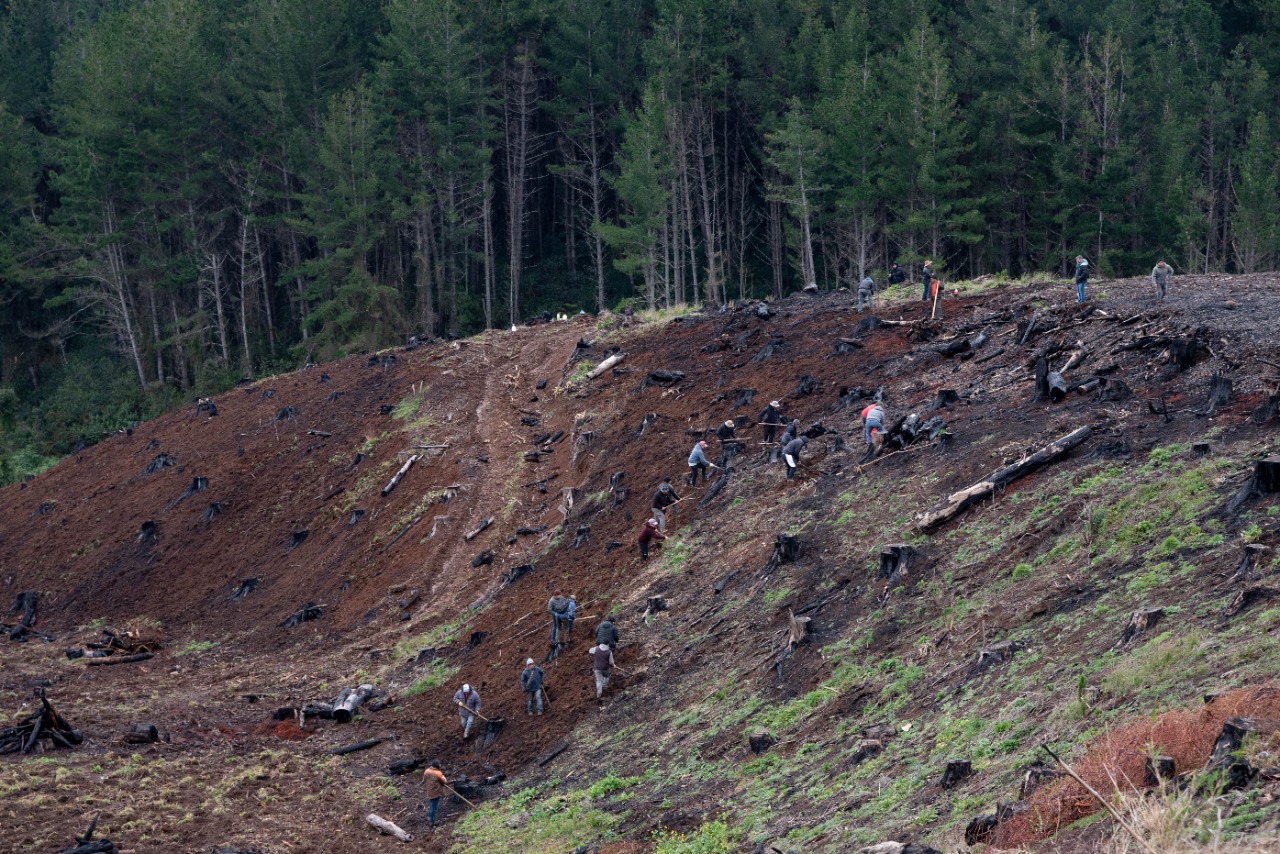 Desde la muerte de Marchant, el territorio de la forestal perteneciente a la familia Matte quedó bajo control territorial de los mapuche de la zona de Coi Coi. Fotografía: Marlene Carrasco