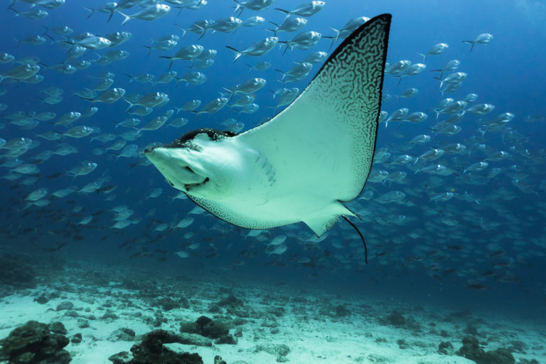 Raya águila manchada (Aetobatus narinari) nadando cerca del fondo del océano cerca de la Isla Darwin, en las Islas Galápagos. Foto: Daniel Versteeg / WWF.