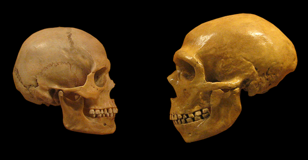 Comparación de un cráneo de Homo Sapiens y de un Neandertal. Wikimedia Commons Comparación de un cráneo de Homo Sapiens y de un Neandertal. Wikimedia Commons
