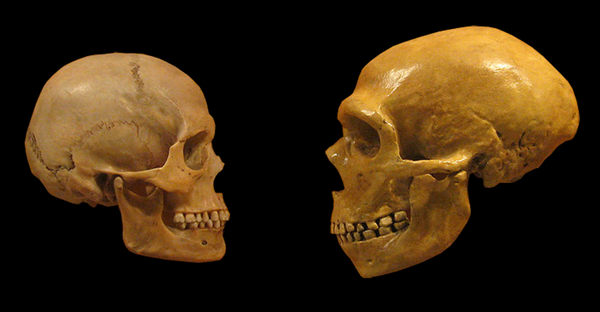 Comparación de un cráneo de Homo Sapiens y de un Neandertal. Wikimedia Commons