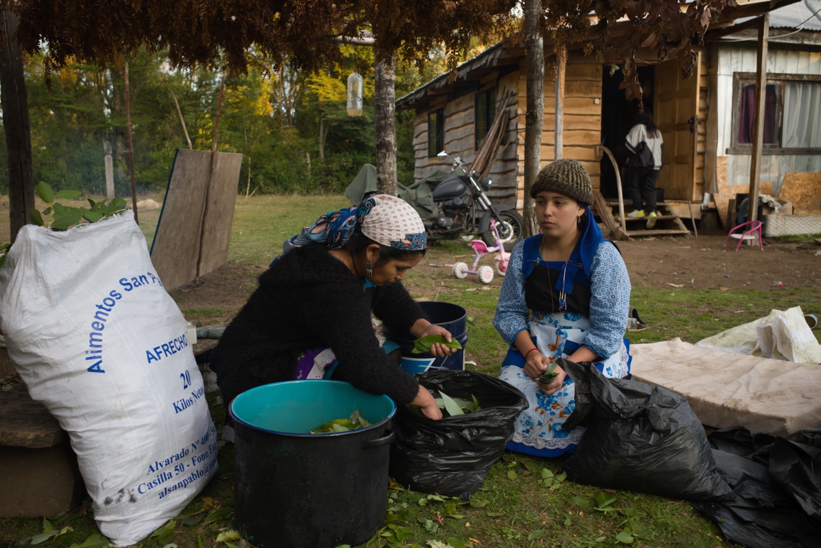 Dos jóvenes mapuche separan lawen, las plantas nativas que se utilizan como medicina y que están en riesgo a raíz del proyecto hidroeléctrico de Statkraft. Foto: Pablo Piovano. Dos jóvenes mapuche separan lawen, las plantas nativas que se utilizan como medicina y que están en riesgo a raíz del proyecto hidroeléctrico de Statkraft. Foto: Pablo Piovano.