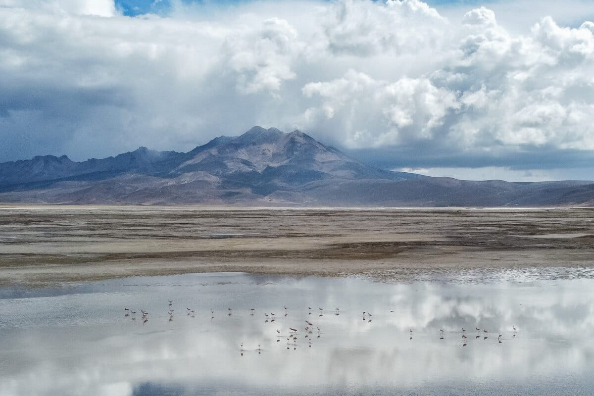 El salar de Surire es un importante sitio de reproducción para tres especies de flamenco.