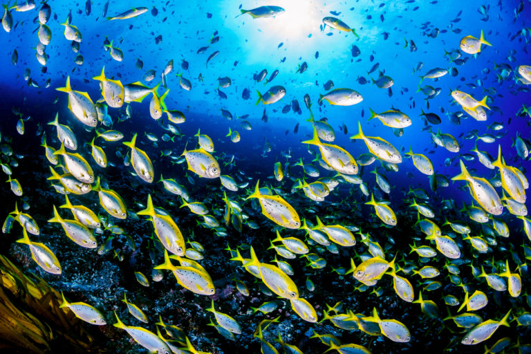 Cardumen de Pampanitos, Islas Desventuradas. Oceana-Eduardo Sorensen