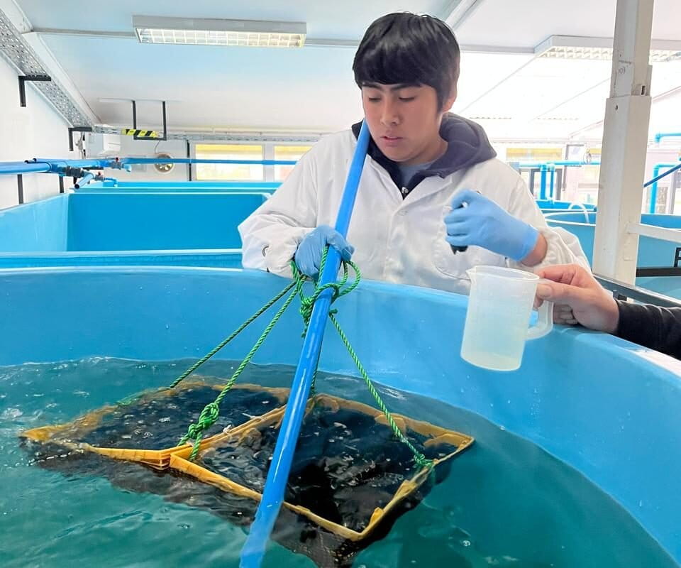 Estudiante de acuicultura del Liceo Politécnico Pesquero – Mehuín realizando seguimiento a los choro zapato en el criadero. Foto: cortesía Fabiola Chomalí Estudiante de acuicultura del Liceo Politécnico Pesquero – Mehuín realizando seguimiento a los choro zapato en el criadero. Foto: cortesía Fabiola Chomalí