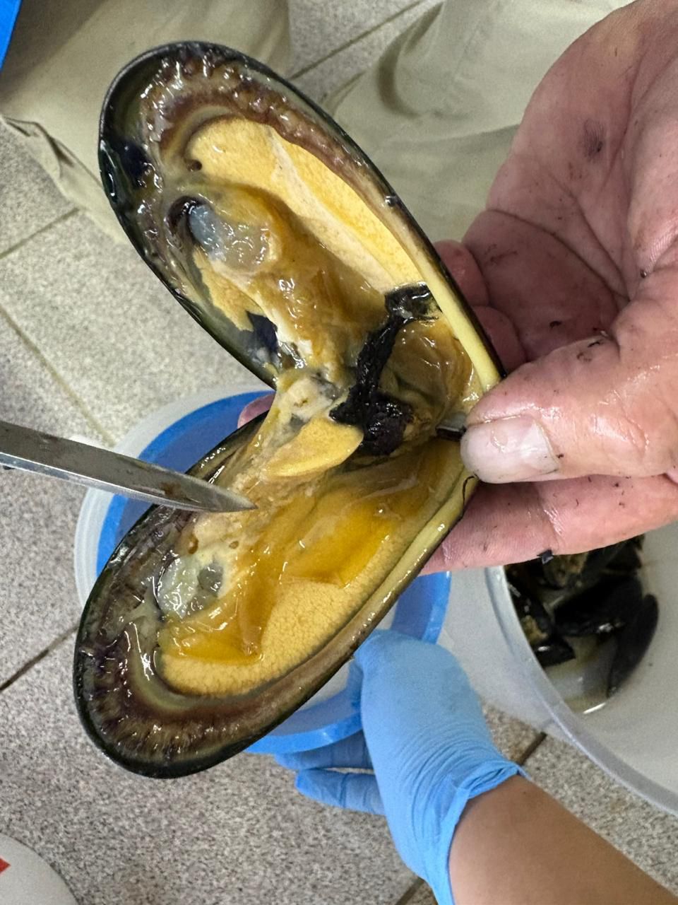 Análisis del estado de la gónada de un choro zapato. Foto: cortesía Fabiola Chomalí Análisis del estado de la gónada de un choro zapato. Foto: cortesía Fabiola Chomalí