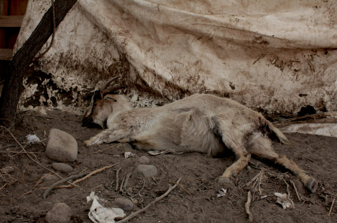 Miles de cabras han muerto por la falta de comida debido a la sequía en Putaendo, Chile. 2019. Foto: Michelle Carrere