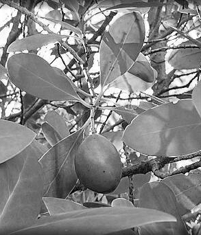 El fruto del keule chileno, empleado en la actualidad para hacer mermelada. Muy pocos saben como extraer sus propiedades alucinógenas. El fruto del keule chileno, empleado en la actualidad para hacer mermelada. Muy pocos saben como extraer sus propiedades alucinógenas.
