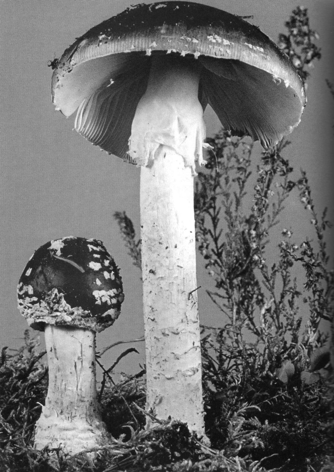 El Amanita muscaria de la India, considerado un intoxicante divino al que se denomina “el fundamento del cielo”.