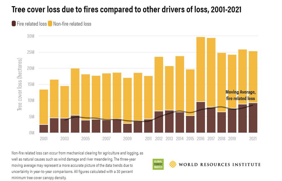 En café, pérdida de bosques por incendio. En amarillo, pérdida no relacionada. Fuente: GFW y WRI