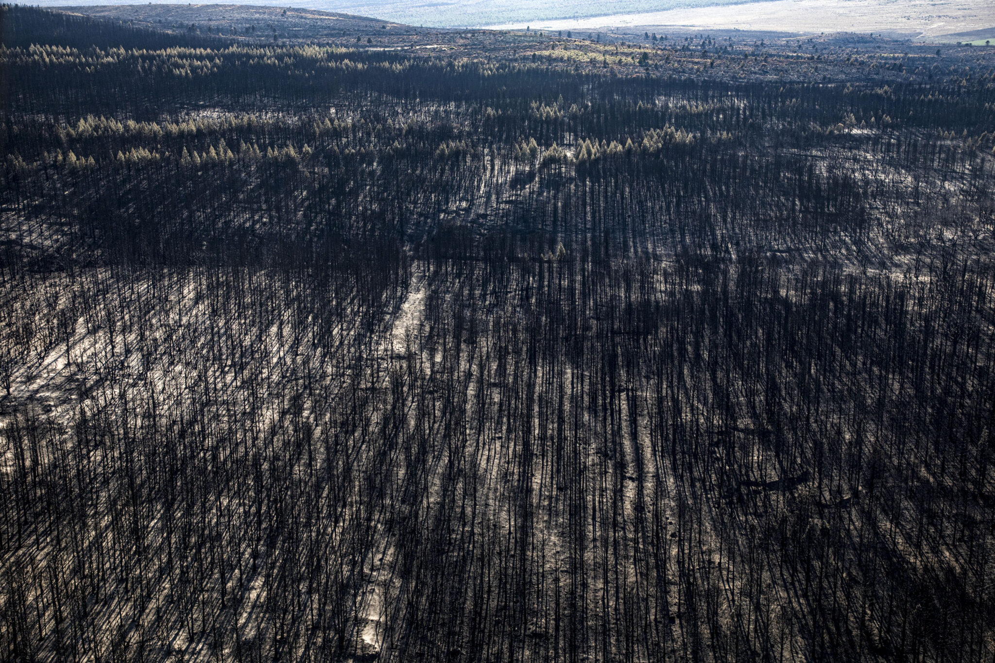 Greenpeace documentó por aire y por tierra el impacto de los incendios forestales en Río Negro y Chubut, que ya arrasaron con 30.000 hectáreas en lo que va del año. La organización ecologista reclamó más fondos e infraestructura para el combate al fuego. Greenpeace documentó el impacto de los incendios forestales.