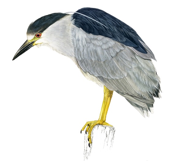 Huairavo. Ilustración de Andrés Jullian. Huairavo. Ilustración de Andrés Jullian.