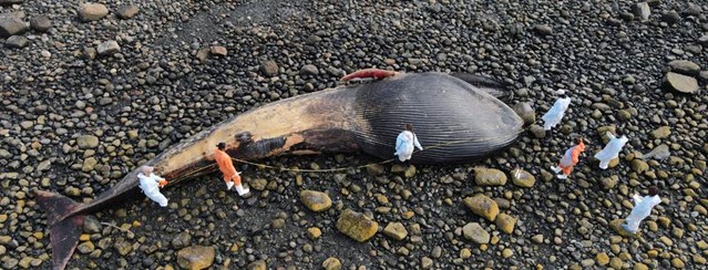 Ballena azul (Balaenoptera musculus) muerta por colisión con nave. Chumeldén, región de Los Lagos, Chile, abril, 2021