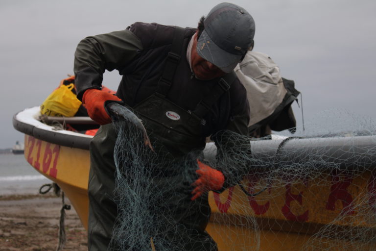 Pescadores artesanales pescando merluza común. 