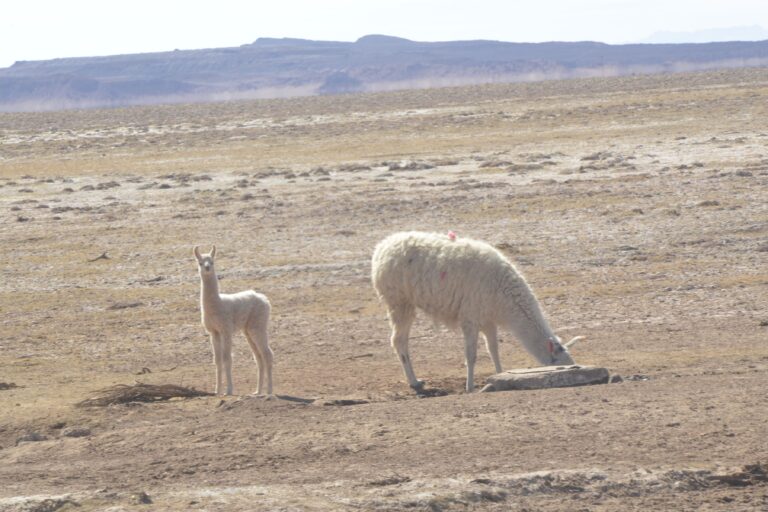 El ganado camélido que habita en los alrededores del salar de Uyuni padece por la falta de agua, según las comunidades que los crían. Foto: Iván Paredes El ganado camélido que habita en los alrededores del salar de Uyuni padece por la falta de agua, según las comunidades que los crían. Foto: Iván Paredes