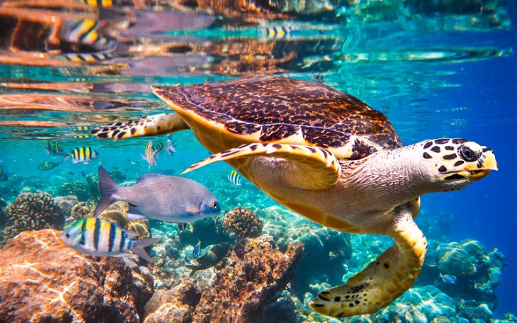 Las causas directas de esta destrucción del planeta son los cambios en el uso de la tierra y el mar, la explotación directa de organismos, el cambio climático, la contaminación y las especies exóticas invasoras. Foto IPBES.