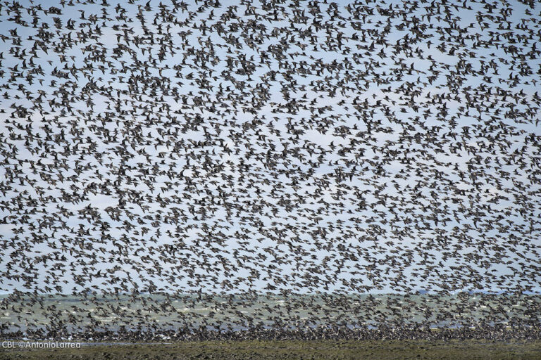 Los parques eólicos podrían afectar la ruta de un centenar de aves migratorias. Foto: Antonio Larrea. Los parques eólicos podrían afectar la ruta de un centenar de aves migratorias. Foto: Antonio Larrea
