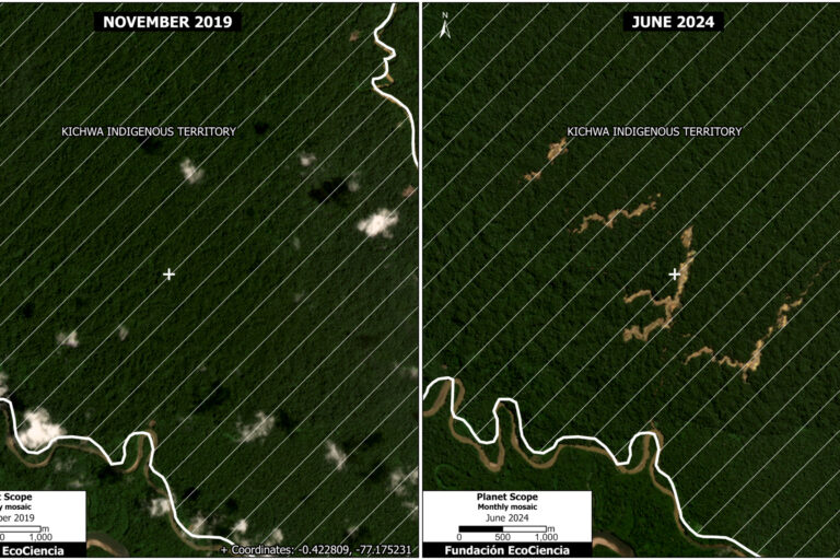 En noviembre de 2019 no se detectaba minería en los territorios indígenas. En junio de 2024 las imágenes satelitales captaron zonas mineras. Foto: cortesía Fundación Ecociencia / MAAP