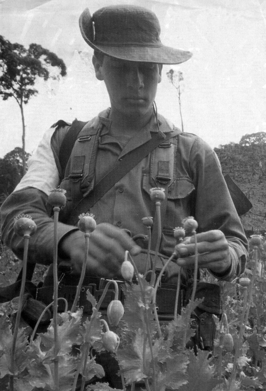 Los cultivos de amapola ingresaron a Colombia a mediados de la década de 1980. Los cultivos de amapola ingresaron a Colombia a mediados de la década de 1980.