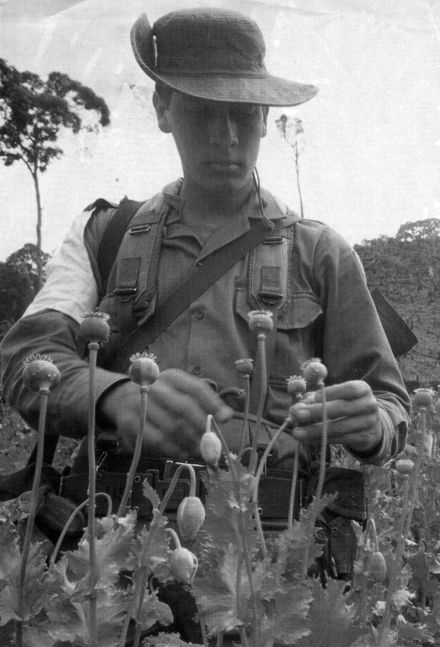 Los cultivos de amapola ingresaron a Colombia a mediados de la década de 1980.