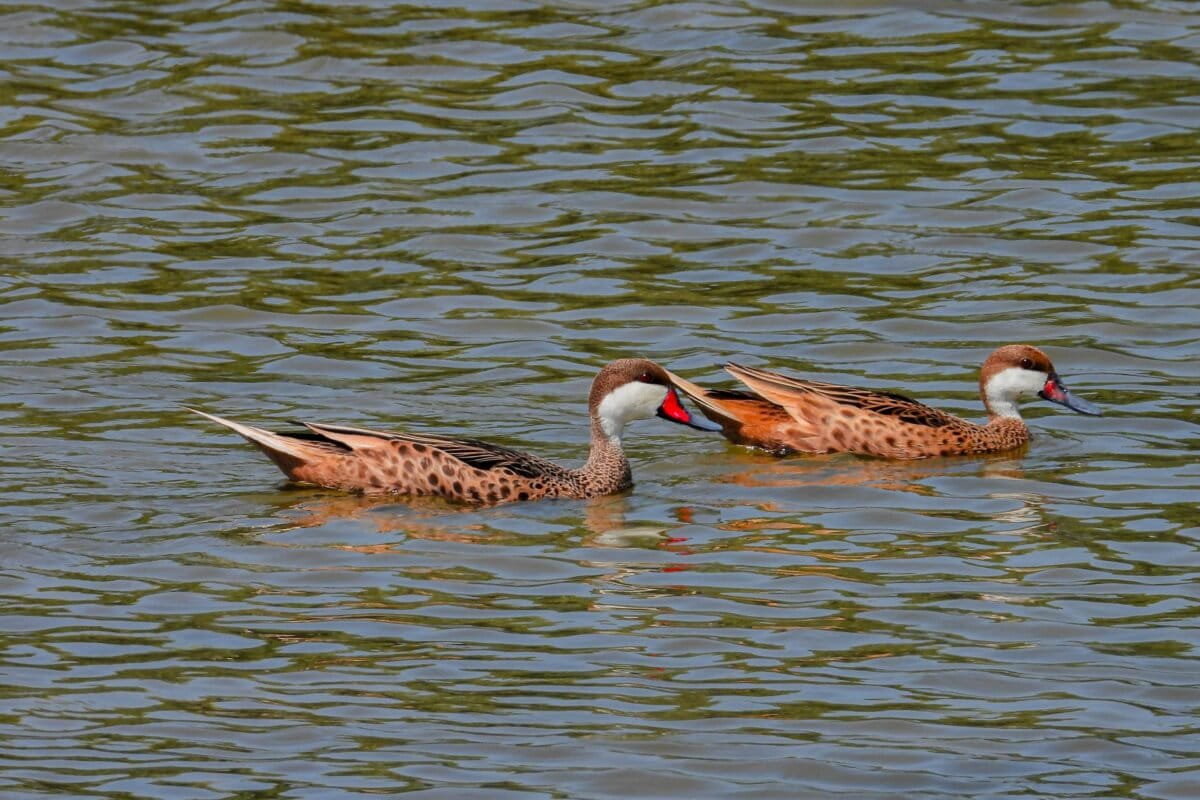 Más de cien especies de aves, entre residentes y migratorias, se pueden encontrar en el Santurio Nacional Los Manglares de Tumbes. Foto: Leandro Amaya.