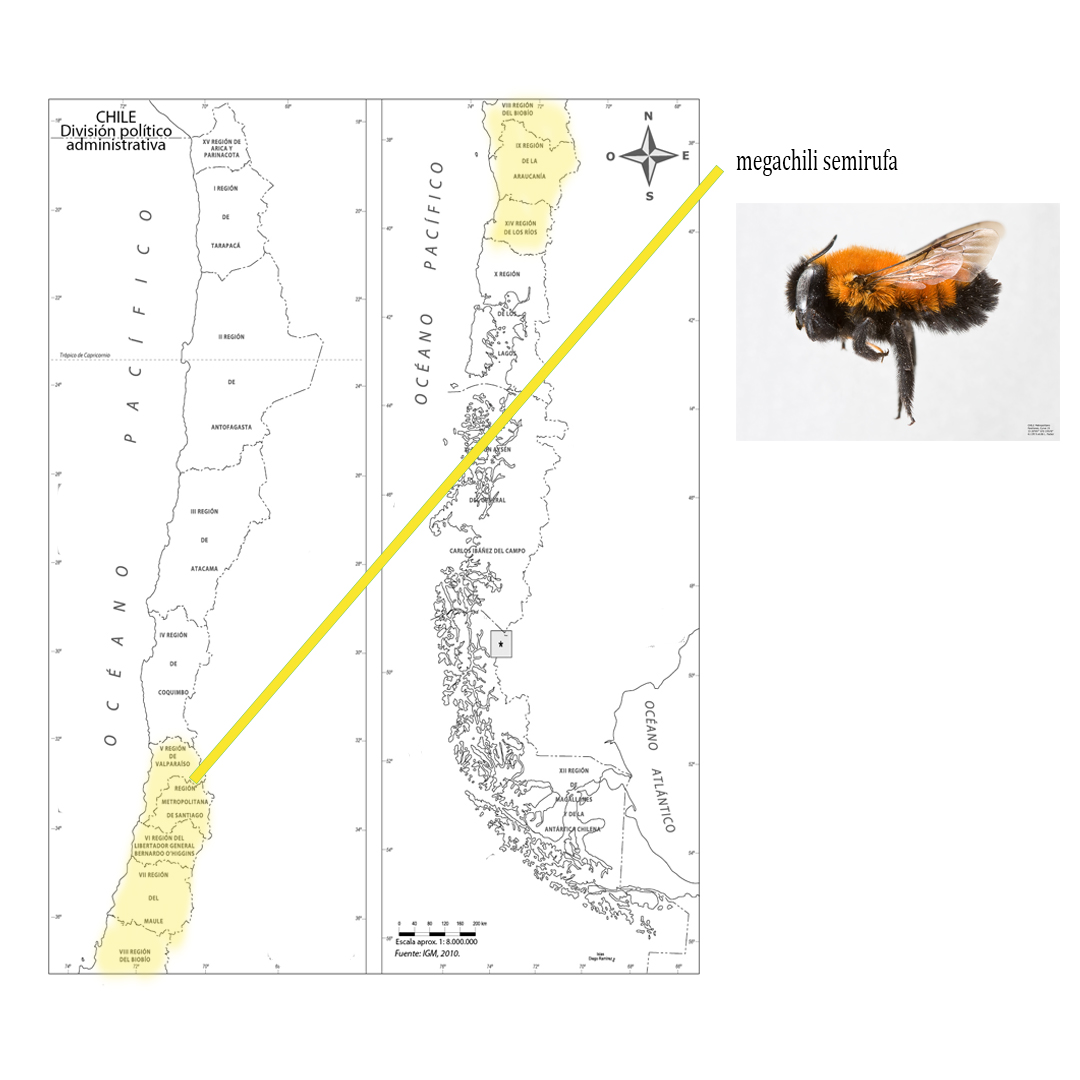 Megachili semirufa, familia de las Megachilidae. Megachili semirufa, familia de las Megachilidae.